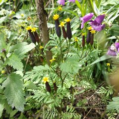 Tagetes foetidissima
