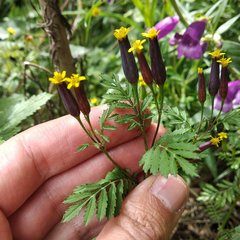Tagetes foetidissima