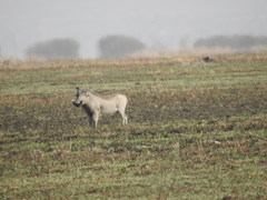 Phacochoerus africanus