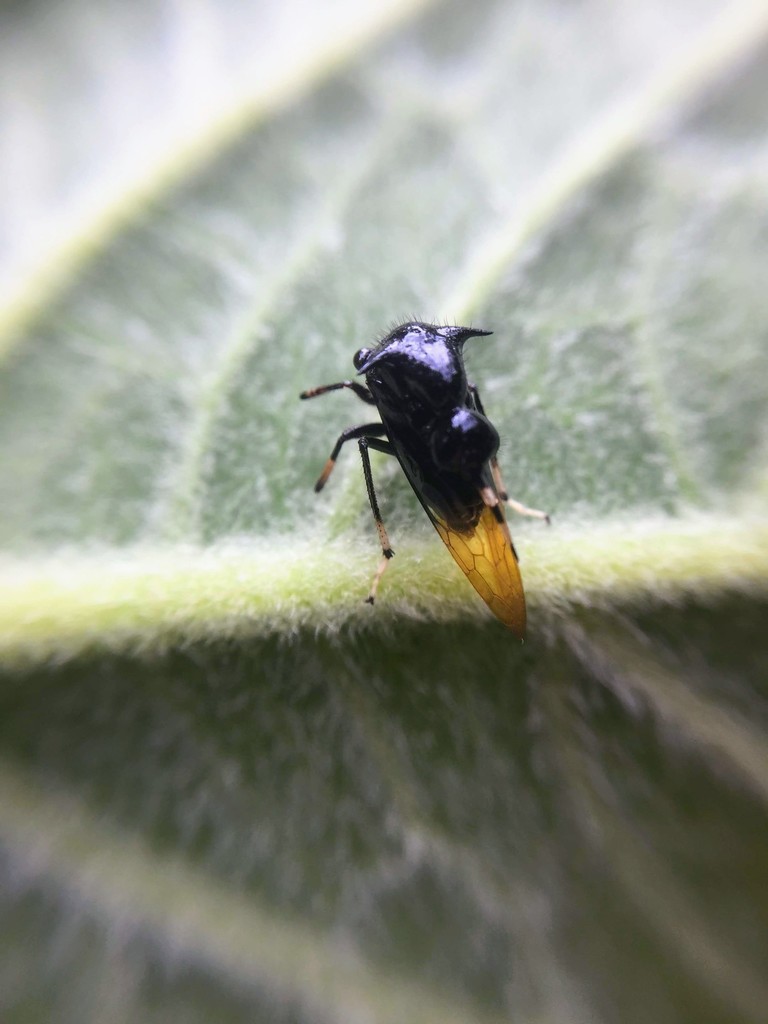 Antonae inflata