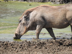 Phacochoerus africanus