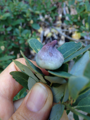 Heteroecus sanctaeclarae