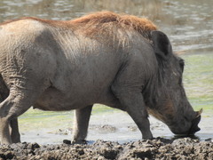 Phacochoerus africanus