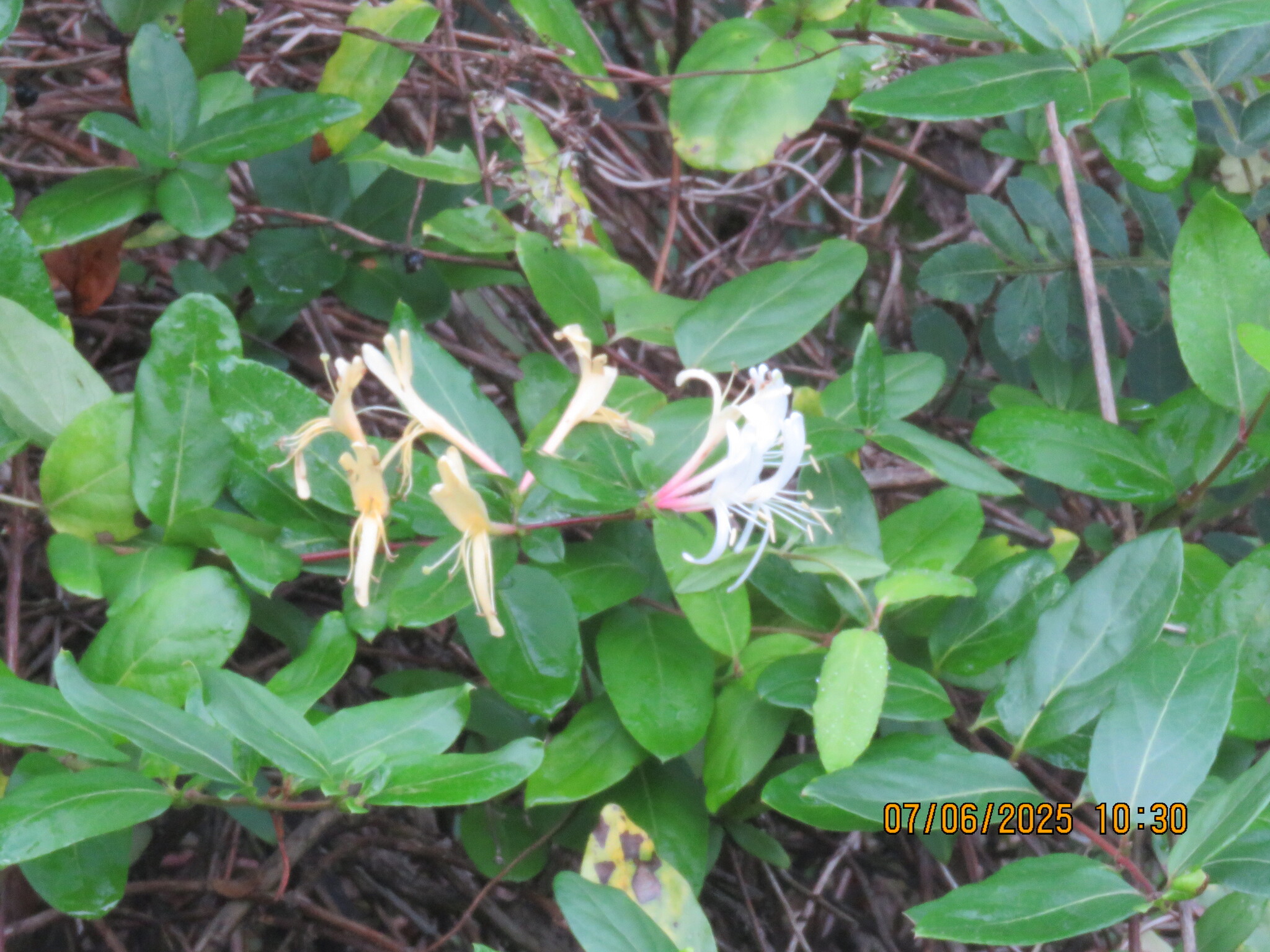 Lonicera japonica