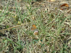 Coenonympha pamphilus