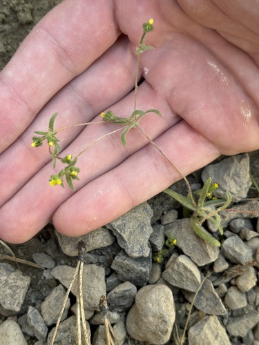 Opposite-leaved Tarweed (Hemizonella minima)