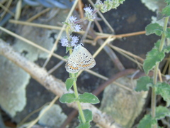 Polyommatus icarus