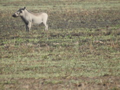 Phacochoerus africanus