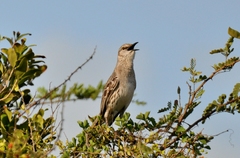 Mimus gundlachii