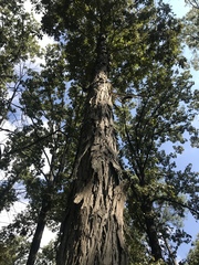Carya myristiciformis