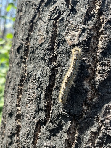 Forest Tent Caterpillar Moth