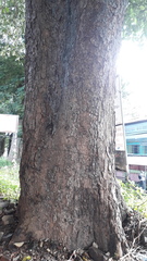 Terminalia bellirica