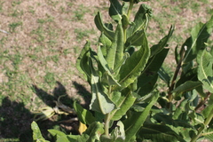 Asclepias notha