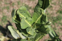 Asclepias notha