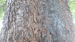 Terminalia bellirica