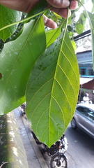 Terminalia bellirica
