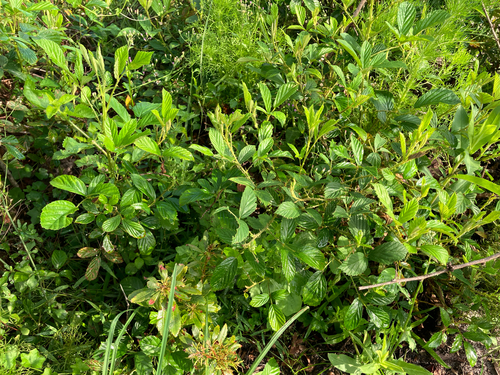 sand blackberry (Rubus cuneifolius)