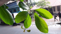 Terminalia bellirica