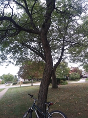 Robinia pseudoacacia