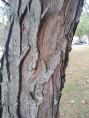 Robinia pseudoacacia