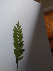 Robinia pseudoacacia