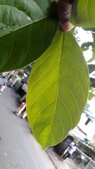 Terminalia bellirica