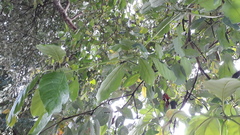 Terminalia bellirica