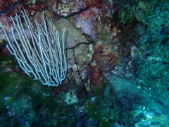 Bonellia viridis