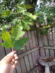 Acer saccharinum