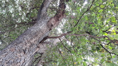 Terminalia bellirica