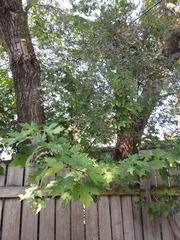 Acer saccharinum