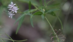 Thelypodium wrightii