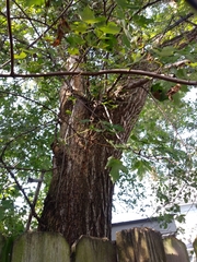 Acer saccharinum