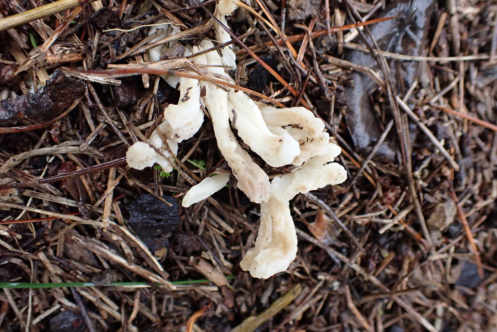Clavulina rugosa · June 2025 · photo: © berardom (iNaturalist, cc-by)