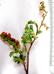 Hermannia holosericea