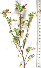 Hermannia holosericea