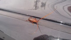 Chydarteres striatus