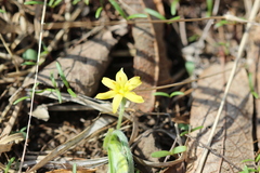 Hypoxis mexicana