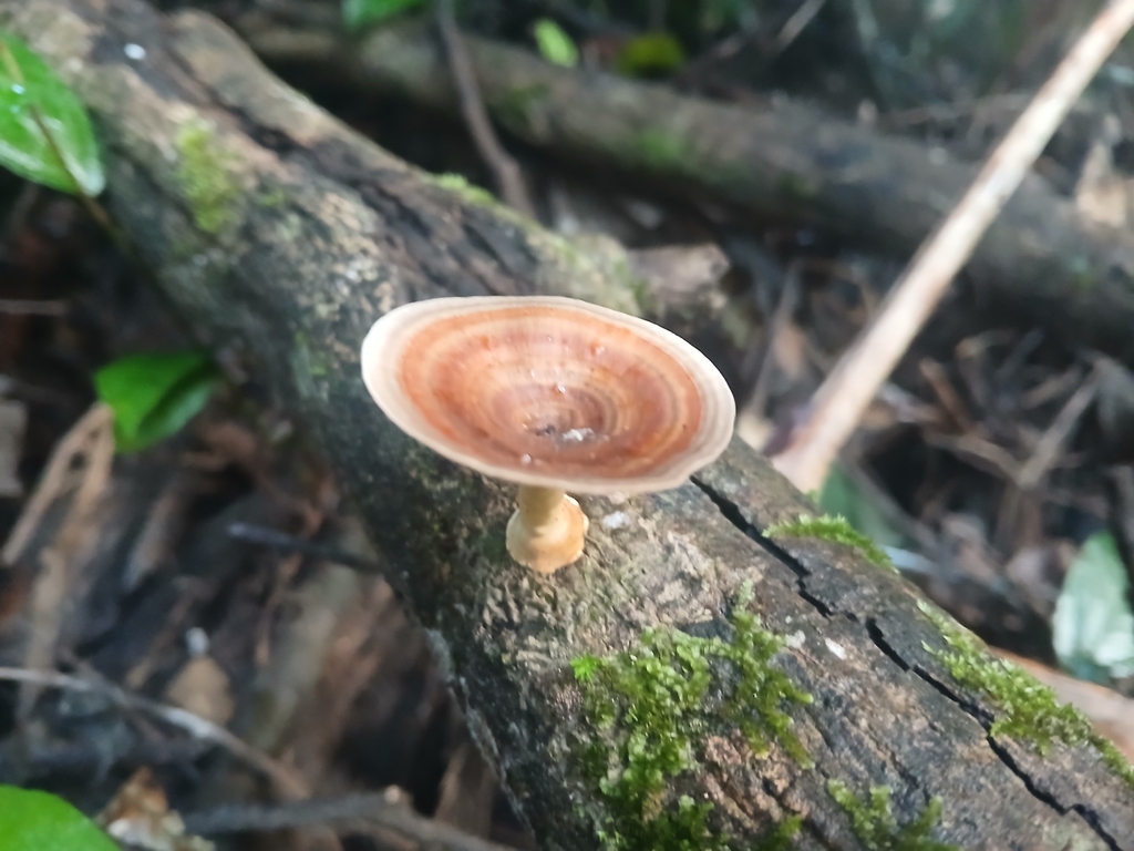 Microporus xanthopus · June 2025 · photo: © claire_grace83 (iNaturalist, cc-by)