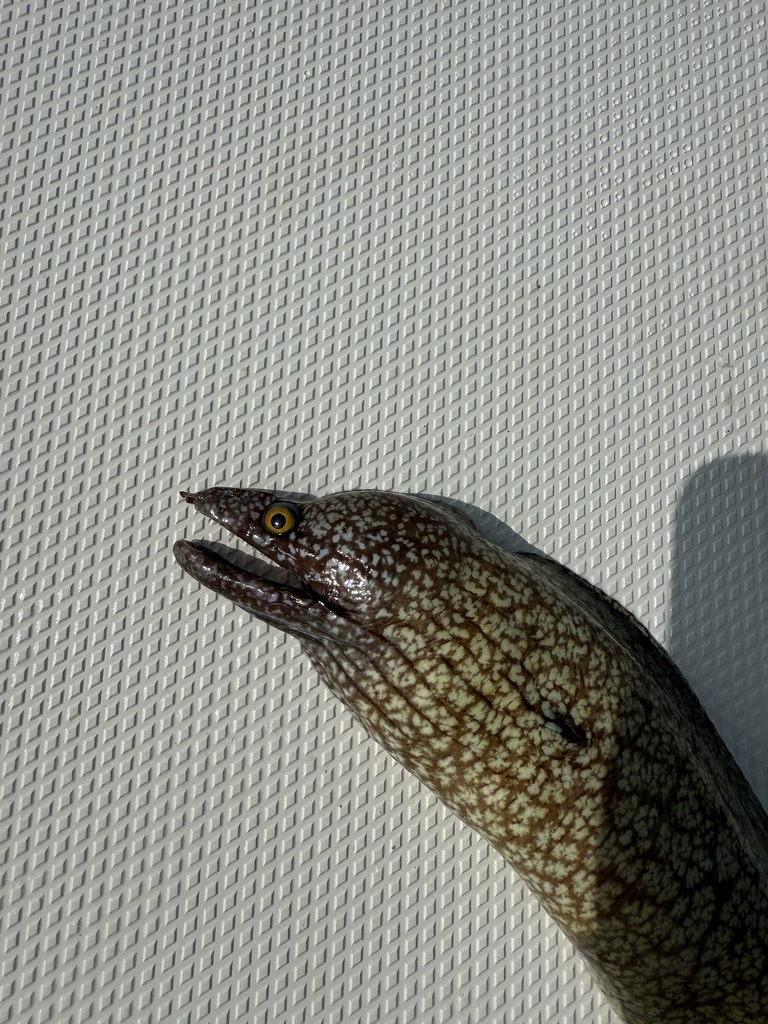 Polygon moray (Gymnothorax polygonius) — Muraenidae