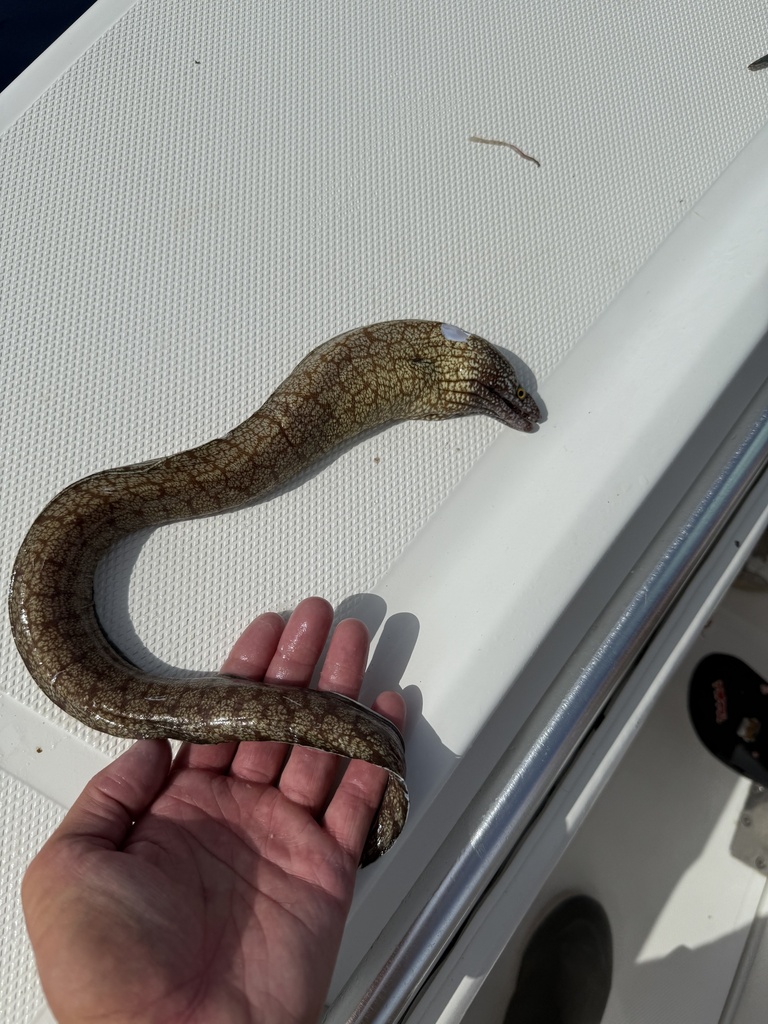 Polygon moray (Gymnothorax polygonius) — Muraenidae