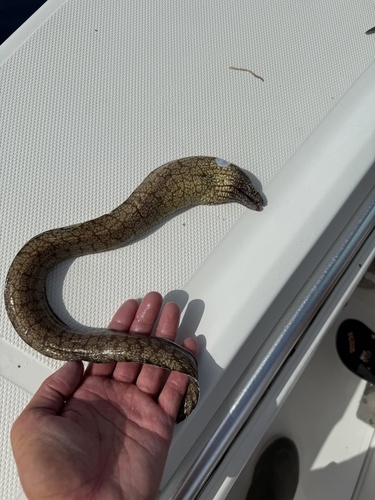 Polygon moray (Gymnothorax polygonius) — Muraenidae