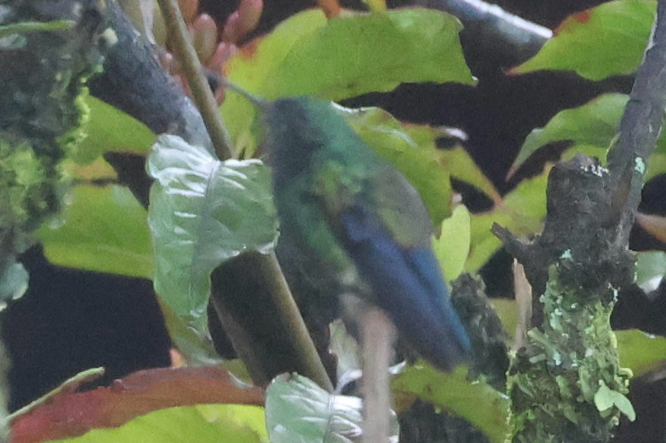 Blue-vented Hummingbird (Saucerottia hoffmanni), photo 10