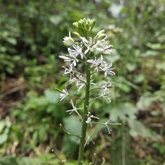 Romanschulzia arabiformis