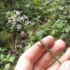 Romanschulzia arabiformis