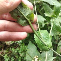 Romanschulzia arabiformis