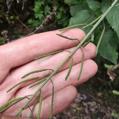 Romanschulzia arabiformis