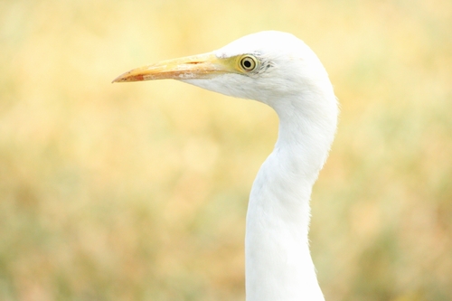 Western Cattle-Egret photographed in Hawaii