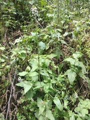 Romanschulzia arabiformis