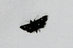 Diasemiodes nigralis